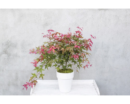 Japanischer Ahorn im Topf