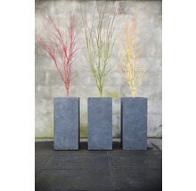 Drei Zierbäume in grauen Pflanzkübeln