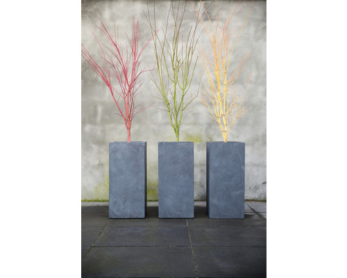 Drei Zierbäume in grauen Pflanzkübeln