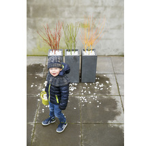 Junge mit Ziersträuchern in Pflanzgefäßen und weißen Steinen im Garten