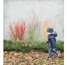 Kind läuft an Ziersträuchern vorbei, Herbstlaub bedeckt den Boden.