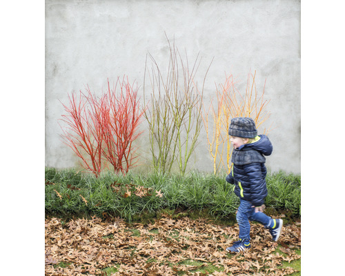 Kind läuft an Ziersträuchern vorbei, Herbstlaub bedeckt den Boden.