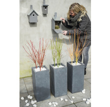 Drei Pflanzen in grauen Pflanzgefäßen, Frau öffnet Nistkasten