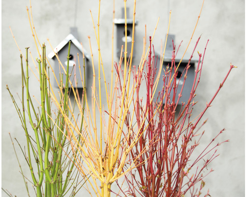 Dekorative Zweige mit bunten Ästen und Vogelhäuschen im Hintergrund