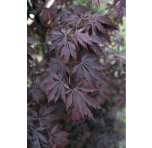 Dunkelroter Fächerahorn Acer palmatum 'Black lace' H 50-60 cm Co 3 L