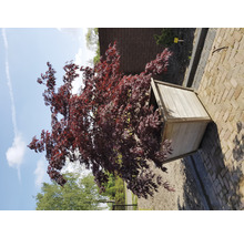 Dunkelroter Fächerahorn Acer palmatum 'Black lace' H 50-60 cm Co 3 L