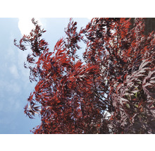 Dunkelroter Fächerahorn Acer palmatum 'Black lace' H 50-60 cm Co 3 L
