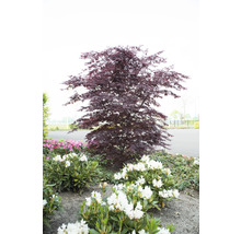 Dunkelroter Fächerahorn Acer palmatum 'Black lace' H 50-60 cm Co 3 L