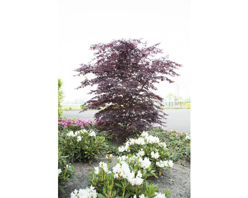 Japanischer Ahorn im Gartenbeet mit Rhododendren