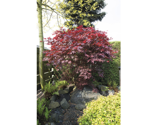 Dunkelroter Fächerahorn Acer palmatum 'Bloodgood' H 50-60 cm Co 3 L