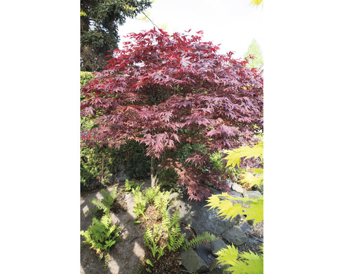 Japanischer Ahorn im Garten mit Steinen und Farnen