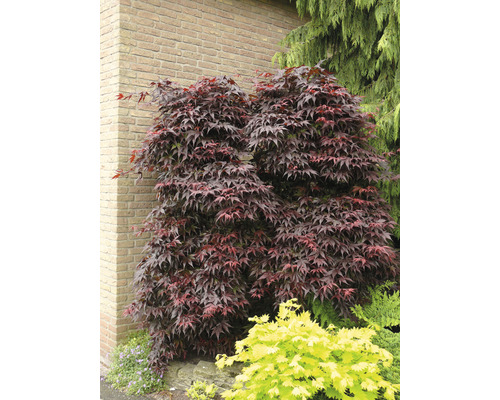 Japanischer Ahorn im Garten vor einer Backsteinmauer