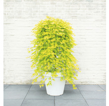 Hängender Fächerahorn Acer palmatum 'Cascade Citrine' Halbstamm 90 cm Co 6,5 L