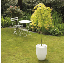 Japanischer Ahorn im Topf mit Gartentisch und Stuhl auf Rasen