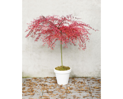 Japanischer Ahorn im weißen Topf