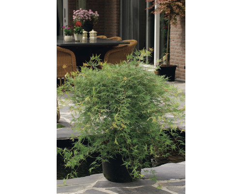 Japanischer Ahorn im Topf für den Garten
