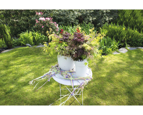 Zwei japanische Ahorne in Töpfen auf einem Gartentisch im Freien.