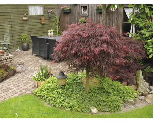 Gestalteter Garten mit japanischem Ahorn, Pflastersteinen und Sitzgruppe