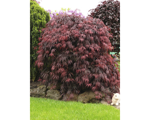 Japanischer Ahornbaum im Garten