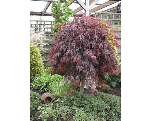 Japanischer Ahorn im Gartenbeet mit Dekoration