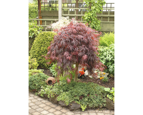 Japanischer Ahornbaum im Garten mit Steinumrandung.