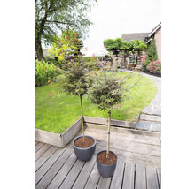 Zwei japanische Ahornbäume in Töpfen auf einer Holzterrasse mit Garten im Hintergrund.