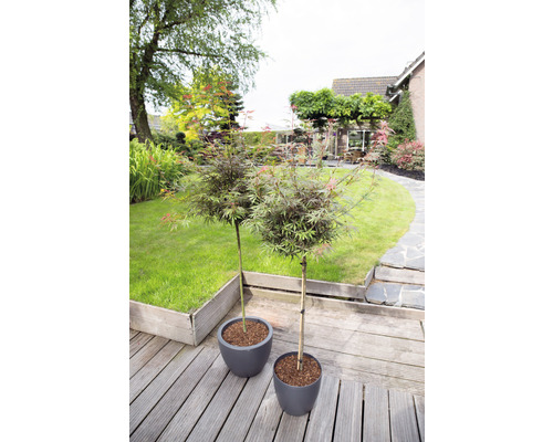 Zwei japanische Ahornbäume in Töpfen auf einer Holzterrasse mit Garten im Hintergrund.