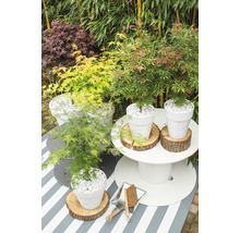 Gartenszene mit Ahornpflanzen in Töpfen und Gartenzubehör auf einem Tisch
