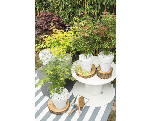 Gartenszene mit Ahornpflanzen in Töpfen und Gartenzubehör auf einem Tisch