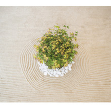 Zen Garten mit Ahornbaum und weißen Kieselsteinen