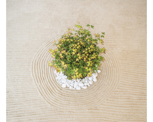 Zen Garten mit Ahornbaum und weißen Kieselsteinen