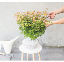 Japanischer Ahorn im Topf wird mit einer Gartenschere geschnitten.