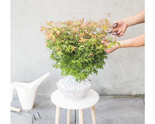 Japanischer Ahorn im Topf wird mit einer Gartenschere geschnitten.