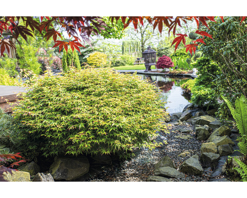 Japanischer Ahorn und Gartenteich in einem landschaftlich gestalteten Garten