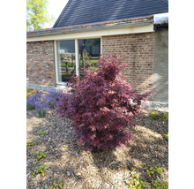 Japanischer Ahorn im Gartenbeet