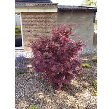 Japanischer Ahornbaum im Gartenbeet