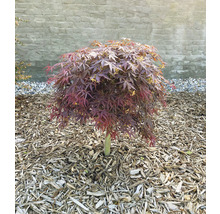 Japanischer Ahorn mit rundlicher Krone im Gartenbeet