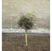 Japanischer Ahorn als Kugelbaum im Garten.