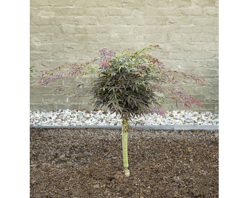 Japanischer Ahorn als Kugelbaum im Garten.