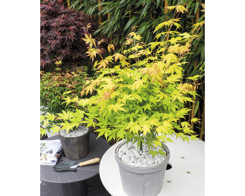 Japanischer Ahorn im Topf mit Kies bedeckt