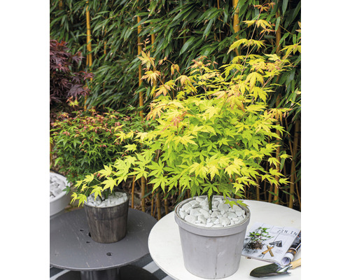 Japanischer Ahorn im Topf mit weißen Steinen als Dekoration