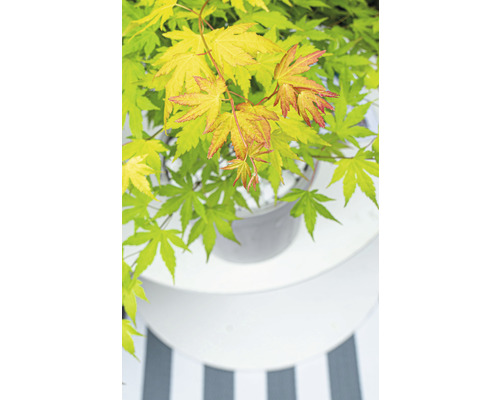 Japanischer Ahorn im Topf auf einem Tisch