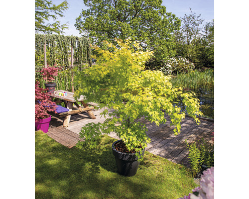 Japanischer Ahorn im Topf im Garten