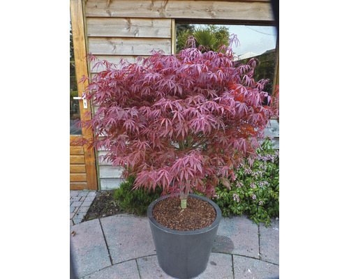 Japanischer Ahorn im Topf für den Garten