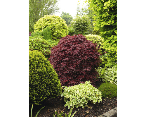 Garten mit verschiedenen Ziersträuchern und Bäumen.