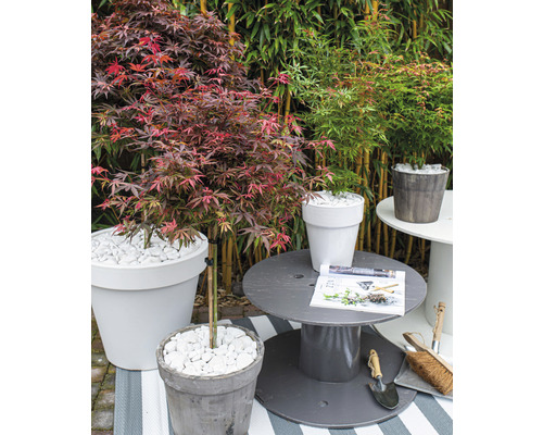 Gartenszene mit Ahornbäumen in Töpfen, Dekoration mit weißen Steinen und Gartenzubehör