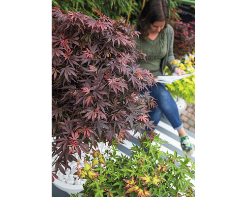 Gartenszene mit japanischem Ahorn und einer Frau, die ein Buch liest