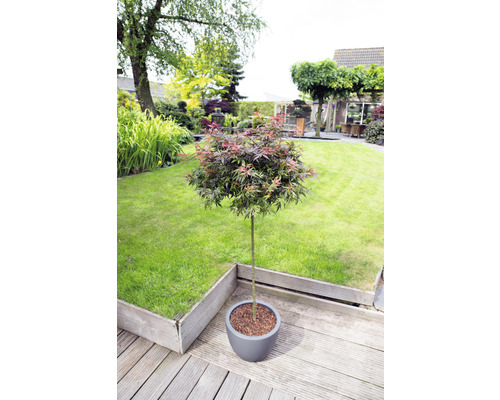 Japanischer Ahorn im Topf auf einer Holzterrasse in einem Garten.