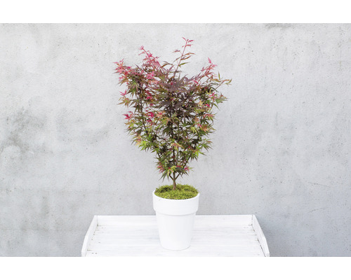 Japanischer Ahorn im Topf auf einem Tisch