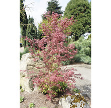 Japanischer Ahorn im Gartenbeet